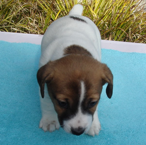 Puppy 2 Male